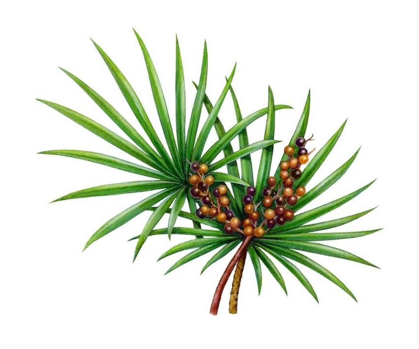 Saw palmetto fruitu-estraktua Prostamin Forte-n