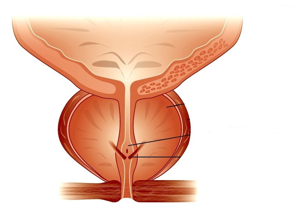 prostatako egitura eta prostatitis kronikoa